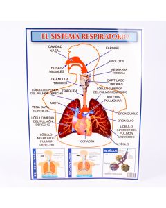 Lamina educativa sistema respiratorio 57x42cm